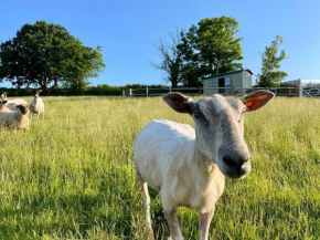 Luxury Shepherd Hut on small South Hams farm, Devon